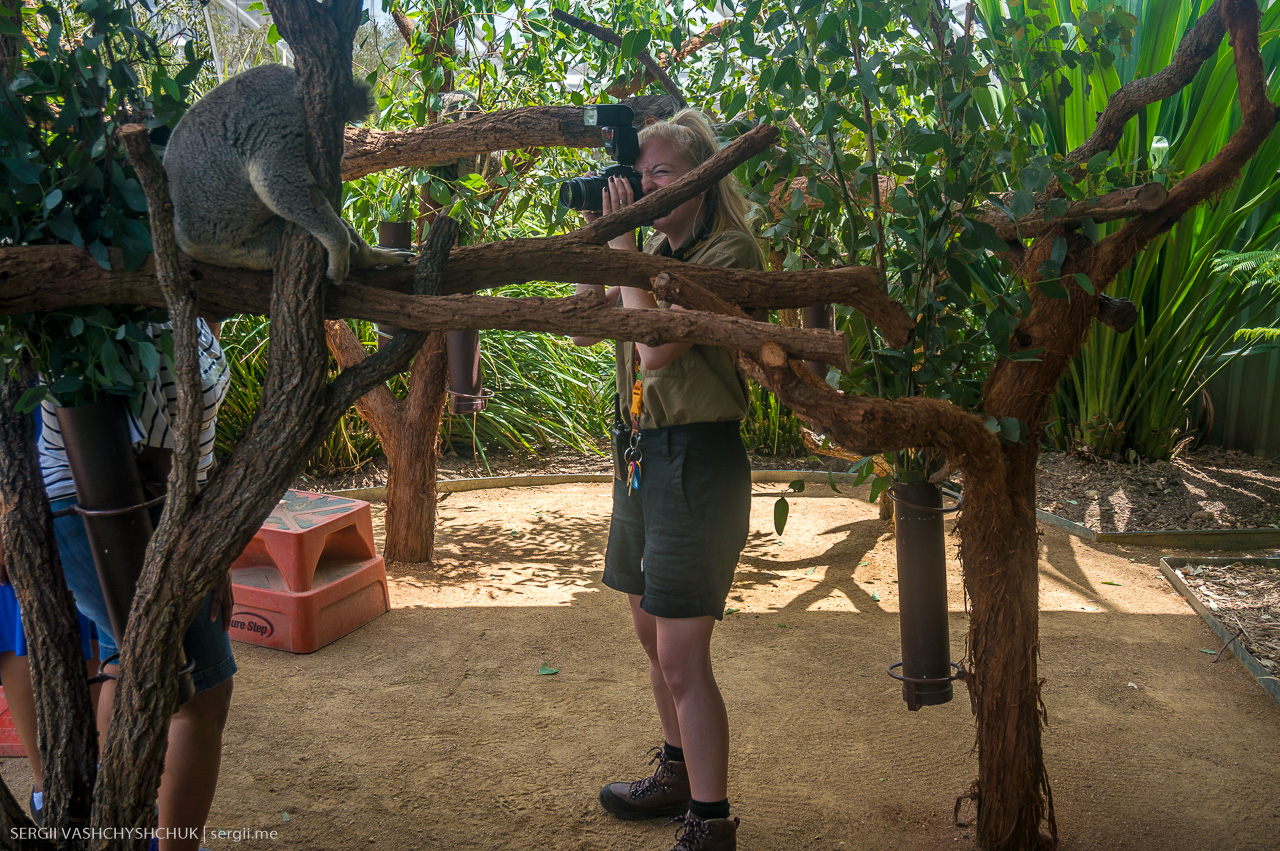 Фотосессия рядом с коалой